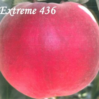 EXTREME 436