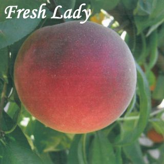 FRESH LADY