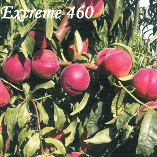 EXTREME 460