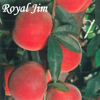 ROYAL JIM