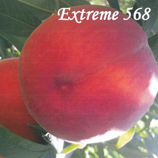 EXTREME 568
