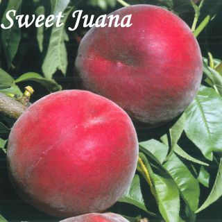 SWEET JUANA