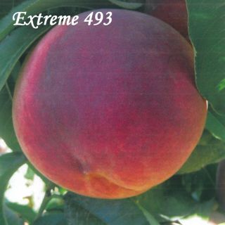 EXTREME 493