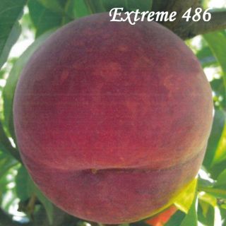 EXTREME 486
