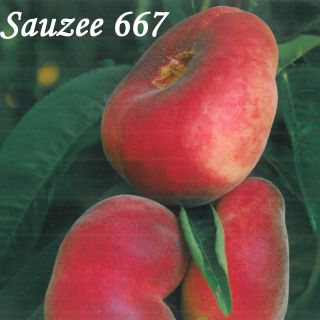 SAUZEE 667