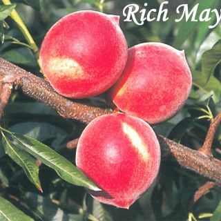 RICH MAY