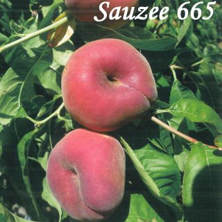 SAUZEE 665