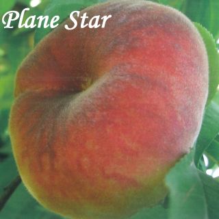 PLANE STAR