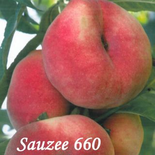 SAUZEE 660