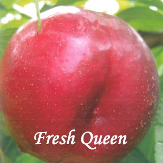 FRESH QUEEN