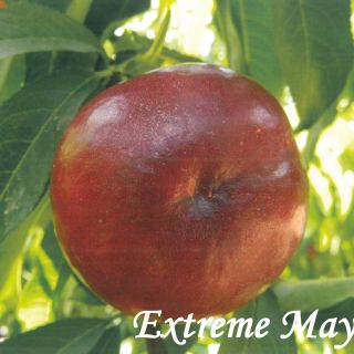 EXTREME MAY