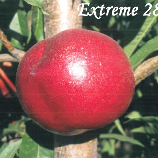 EXTREME 28