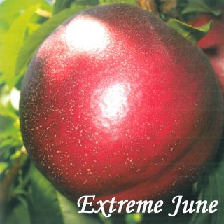 EXTREME JUNE