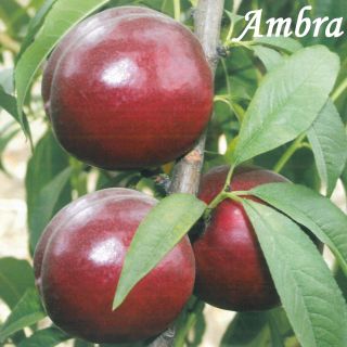 AMBRA