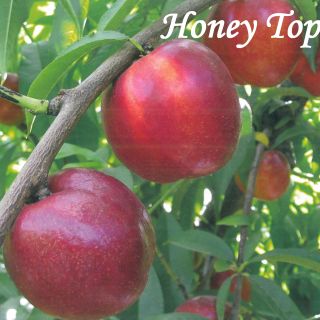 HONEY TOP