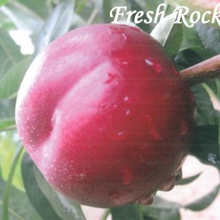 FRESH ROCK