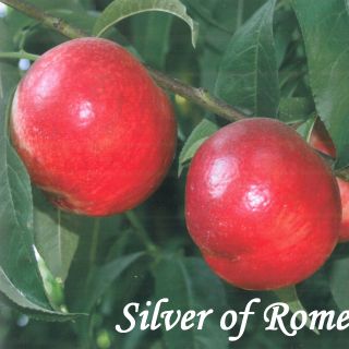 SILVER OF ROME