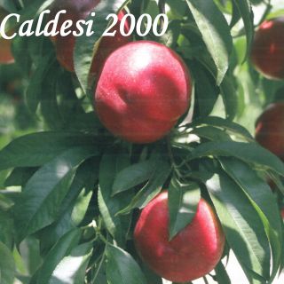 CALDESI 2000