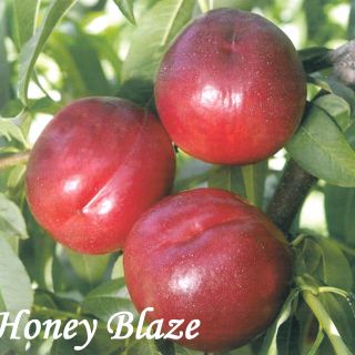 HONEY BLAZE