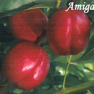 AMIGA