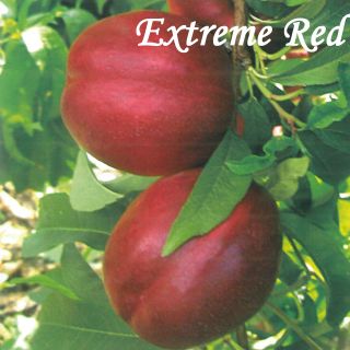 EXTREME RED