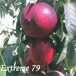 EXTREME 79