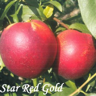 STAR RED GOLD