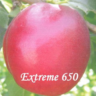 EXTREME 650