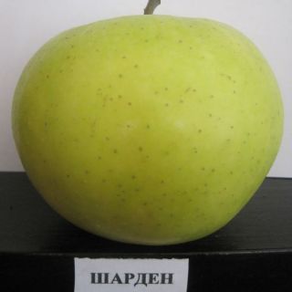 ШАРДЕН